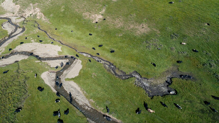 Group of tibet yak eating grass in grassland