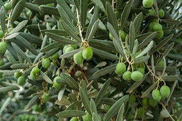 Closeup of Olive tree with green olives. Healthy food. Organic background.