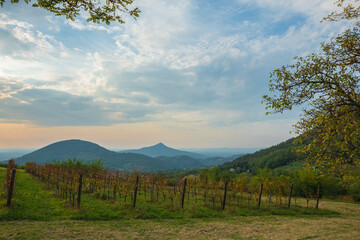 Erste, Italy. View of the valley with vineyards. Mountains in the background. Beautiful dawn in autumn in Italy. Soft focus and blurry background.