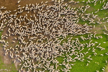 Large herd of White Sheep grazing in a Green field, Aerial view. 