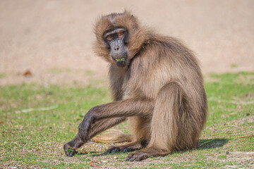 Portrait of a young male African baboon collecting food from soil ground at sunny day, closeup,...