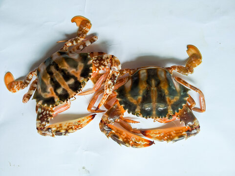 Selective focus of Fresh Crucifix Crab isolated on a White Background.