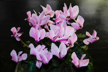 Cyclamen flower