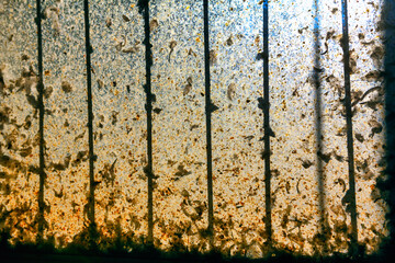 Dirty Window Glass . Muddy Window from the chicken coop