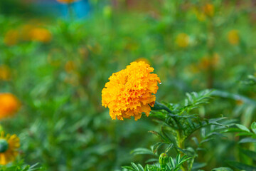 .Marigold fields in the morning