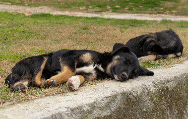 Two happy wild black dogs sleeping on the grass and enjoying warm weather outdoor.