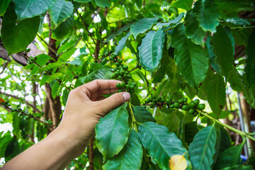 harvesting  .Fresh green coffee beans by agriculturist hands