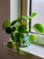 Pilea peperomioides, money plants in the ceramic pot on the windowsill. 