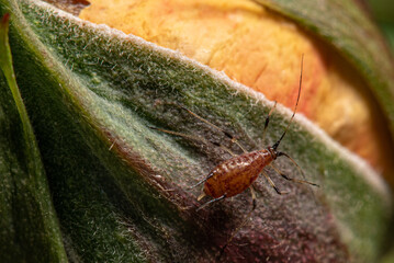 Gros plan sur Puceron vu de dessus