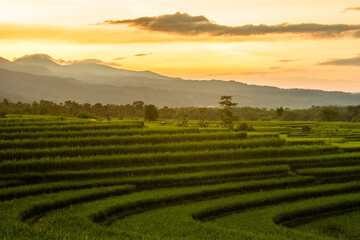 the beauty of the morning in the rice fields