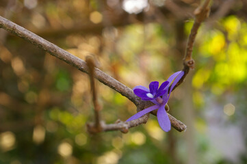 flower of Purple Wreath fell down and stayed on the branches