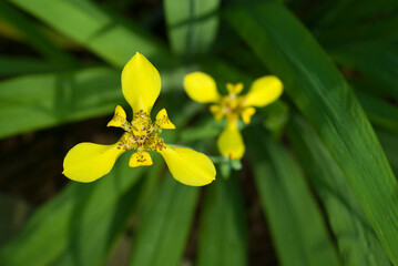 Obraz premium Yellow color of Iris flower in the nature