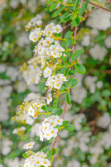 branche fleuri en mode portrait