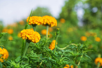 .Marigold fields in the morning