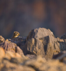 Daman roquero, Montañas Naukluft, Parque Nacional Namib Nauflut, Namibia, Africa