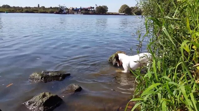 Dog playing in water near bank of Dutch river Meuse