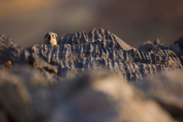 Daman roquero, Montañas Naukluft, Parque Nacional Namib Nauflut, Namibia, Africa
