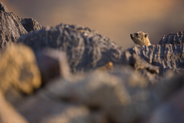 Daman roquero, Montañas Naukluft, Parque Nacional Namib Nauflut, Namibia, Africa