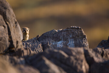 Daman roquero, Montañas Naukluft, Parque Nacional Namib Nauflut, Namibia, Africa