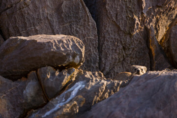 Fototapeta na wymiar Daman roquero, Montañas Naukluft, Parque Nacional Namib Nauflut, Namibia, Africa