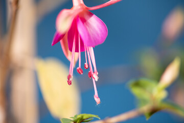 detail de Fleur de Fushia
