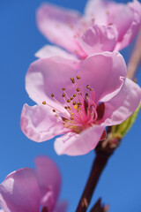 Blossom cherry flower on blue background