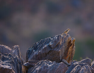 Pájaro en las Montañas Naukluft, Parque Nacional Namib Nauflut, Namibia, Africa