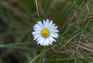 Marguerite dans l'herbe