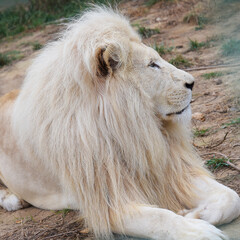African White Lion
