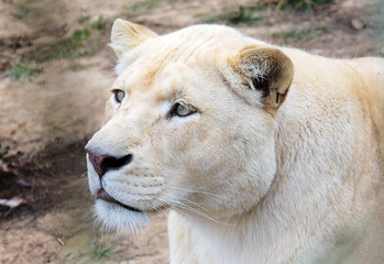 African White Lion
