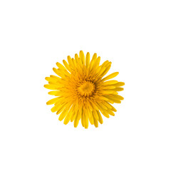 dandelion blooming in early summer on white background