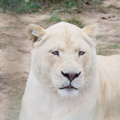 African White Lion
