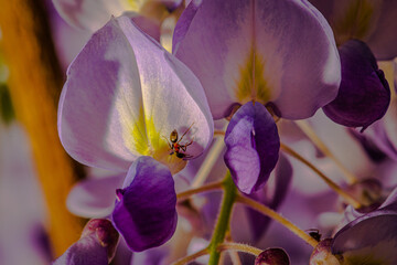 fourmi sur fleur de glycine en format paysage