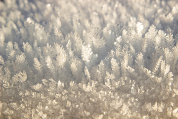 Frost frozen in the form of Christmas trees on a sunny day
