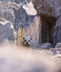 Fototapeta premium Daman roquero, Montañas Naukluft, Parque Nacional Namib Nauflut, Namibia, Africa