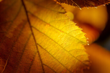 macro de Feuilles de noisetier