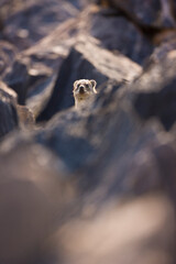 Daman roquero, Montañas Naukluft, Parque Nacional Namib Nauflut, Namibia, Africa
