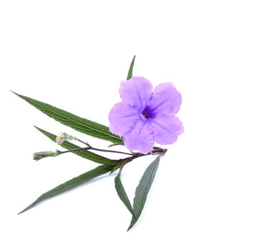 Justicia gendarussa Burm.f., Tree and Thai herbs have properties medicine.