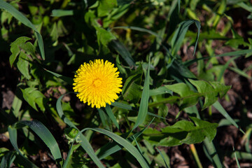 fluffy yellow dandelion flower top view on green background