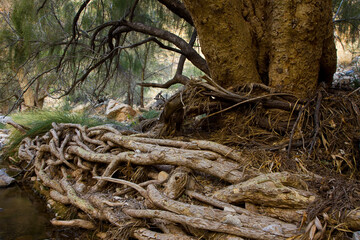 Paisaje de ribera, Montañas Naukluft, Parque Nacional Namib Nauflut, Namibia, Africa