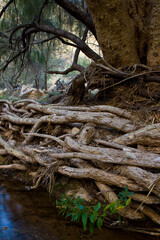 Paisaje de ribera, Montañas Naukluft, Parque Nacional Namib Nauflut, Namibia, Africa