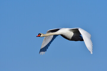 Höckerschwan im Frühjahr in der Oberlausitz	