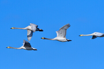 Singschwäne im Flug in Sachsen	