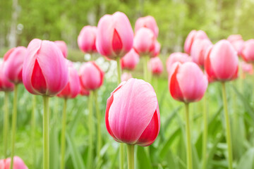 Fototapeta premium Pink tulips grow in the park. Bright spring summer photo. The concept of a holiday, celebration, women's day.