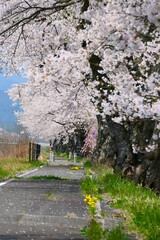 故郷の桜並木。遠野、岩手、日本。５月初旬。