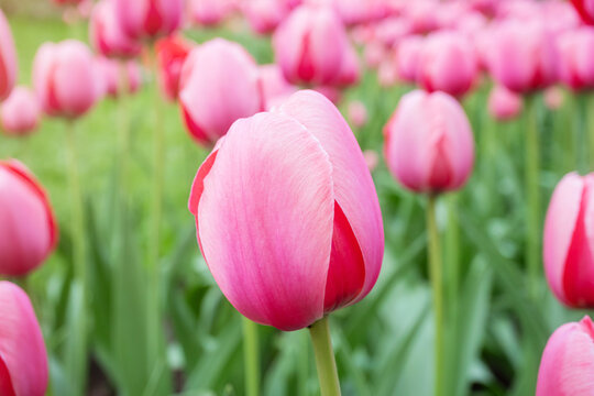 Pink tulips grow in the park. Bright spring summer photo. The concept of a holiday, celebration, women's day.