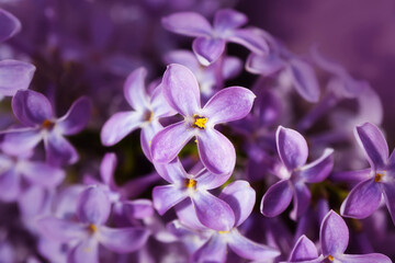 Fototapeta na wymiar Lilac flowers close-up, detailed macro photo. Soft focus. The concept of flowering, spring, summer, holiday. Great image for cards, banners.
