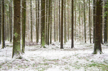 Winter forest with trees and bushes with snow