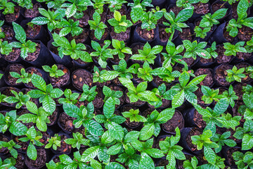 .Seedlings of coffee plants in a nursery