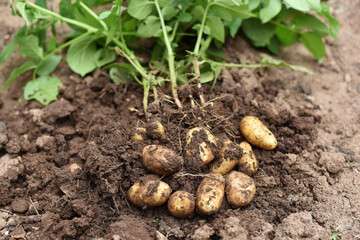 Potato plant outside the soil with raw potatoes